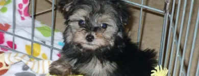 Business 46 image THE PAW PALACE Dog Breeder in Tucson AZ