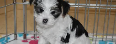 Business 47 image THE PAW PALACE Dog Breeder in Tucson AZ