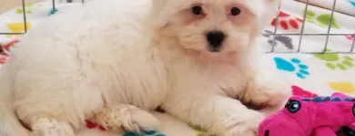 Business 48 image THE PAW PALACE Dog Breeder in Tucson AZ