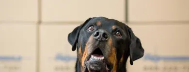 Business 4 image THE PROFESSIONALS MOVING SPECIALISTS Transportation Services in Chicago IL