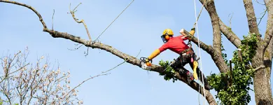 Business 3 image TREE SERVICE EXPERTS FORT WORTH in Fort Worth TX