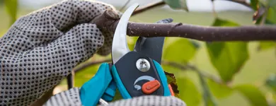 Business 4 image TREE SERVICE EXPERTS FORT WORTH in Fort Worth TX