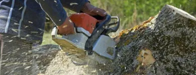 Business 1 image TREE SERVICE PRO SACRAMENTO Tree Service in Sacramento CA