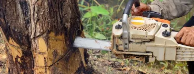 Business 2 image TREE SERVICE PRO SACRAMENTO Tree Service in Sacramento CA