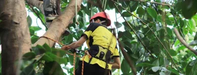 Business 4 image TREE SERVICE PRO SACRAMENTO Tree Service in Sacramento CA