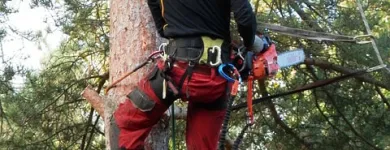 Business 9 image TREE SERVICE STAMFORD Tree Service in Stamford CT