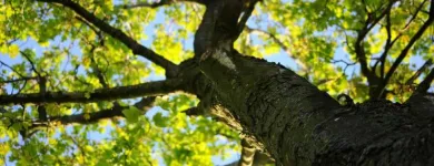 Business 2 image TREE SERVICE STAMFORD Tree Service in Stamford CT