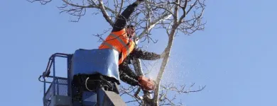 Business 3 image TREE SERVICE STAMFORD Tree Service in Stamford CT