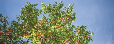 Business 4 image TREE SERVICE STAMFORD Tree Service in Stamford CT