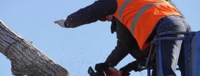 Business 5 image TREE SERVICE STAMFORD Tree Service in Stamford CT