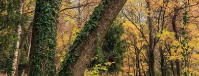 Business 7 image TREE SERVICE STAMFORD Tree Service in Stamford CT