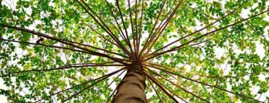 Business 1 image TREE SERVICE STAMFORD Tree Service in Stamford CT