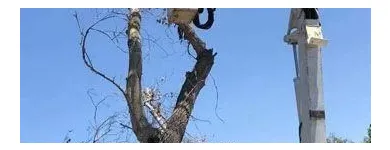 Business 1 image TREES R US LLC Tree Trimming Service in Tucson AZ