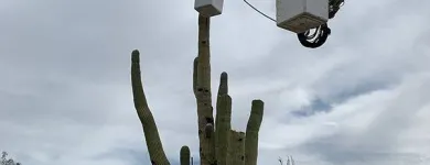 Business 2 image TREES R US LLC Tree Trimming Service in Tucson AZ