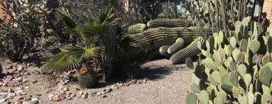 Business 6 image TREES R US LLC Tree Trimming Service in Tucson AZ