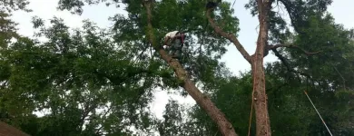 Business 3 image TRUE TREE SOLUTIONS Tree Service in Brooklyn Park MN