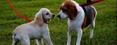 Business 2 image VIP PET SERVICE in Carrollton TX