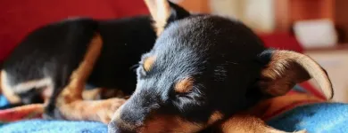 Business 3 image VIP PET SERVICE in Carrollton TX