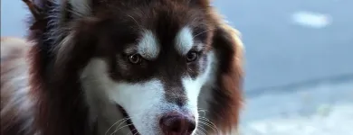 Business 6 image VIP PET SERVICE in Carrollton TX