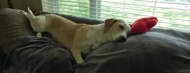 Business 7 image VIP PET SERVICE in Carrollton TX
