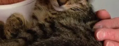 Business 8 image VIP PET SERVICE in Carrollton TX