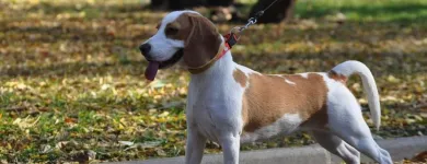 Business 9 image VIP PET SERVICE in Carrollton TX