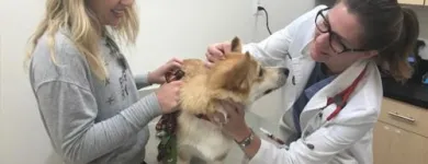 Business 1 image WELLCARE VETERINARY SERVICES Veterinarians in Chicago IL