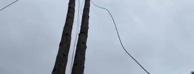 Business 1 image WILLIAMS TREE SERVICE Tree Trimming Service in Indianapolis IN