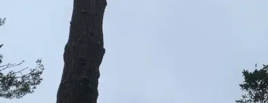 Business 2 image WILLIAMS TREE SERVICE Tree Trimming Service in Indianapolis IN