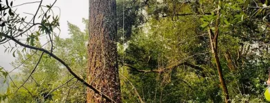 Business 3 image WILLIAMS TREE SERVICE Tree Trimming Service in Indianapolis IN