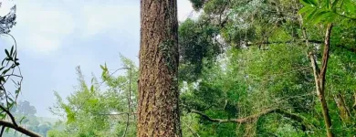 Business 4 image WILLIAMS TREE SERVICE Tree Trimming Service in Indianapolis IN