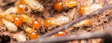 Business 4 image WINDY CITY TERMITE REMOVAL Pest Control Services in Chicago IL