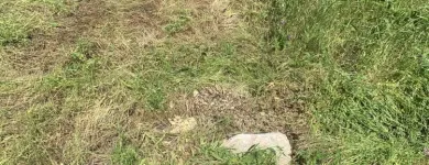 Business 27 image YARD SHARKS Mulch Installation in Weatherford TX