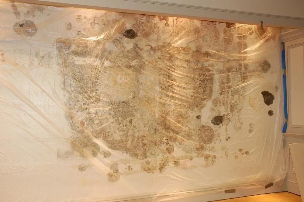 Business 1 image ARIZONA MOLD