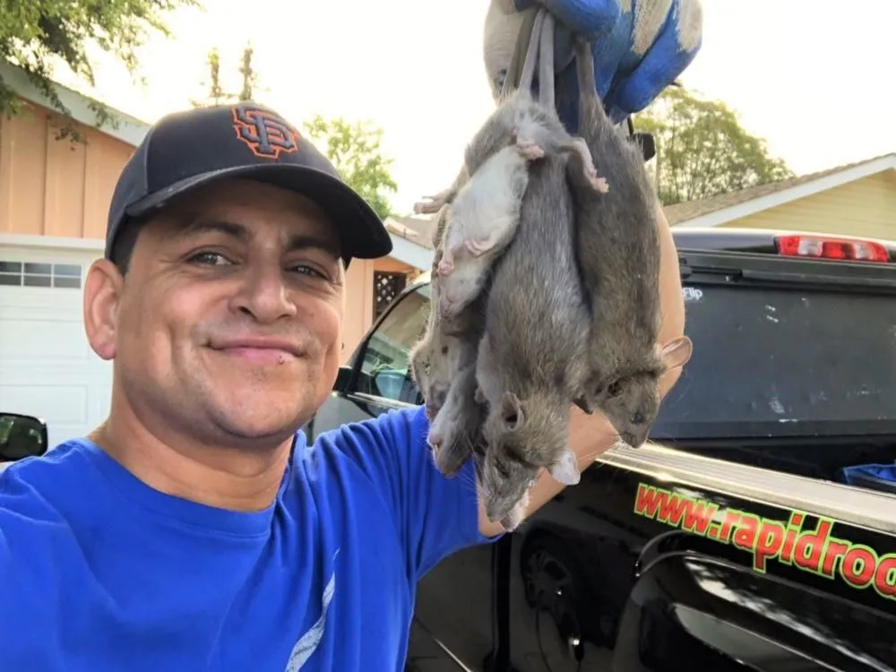 Business 2 image RAPID RODENT REMOVAL