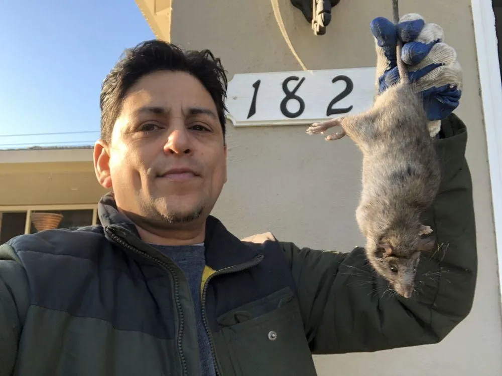 Business 12 image RAPID RODENT REMOVAL