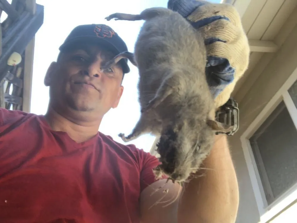 Business 15 image RAPID RODENT REMOVAL