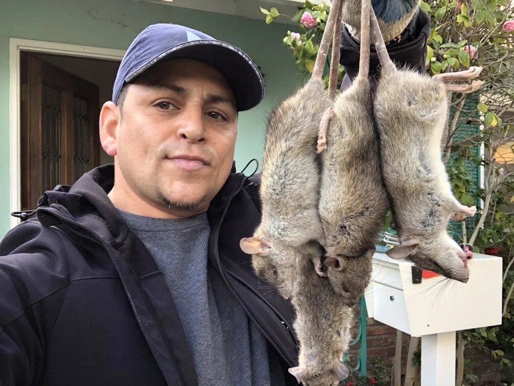 Business 3 image RAPID RODENT REMOVAL