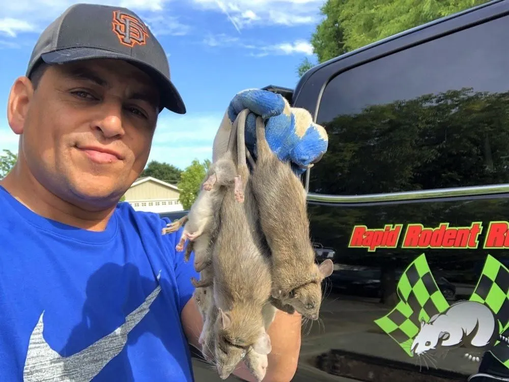 Business 19 image RAPID RODENT REMOVAL