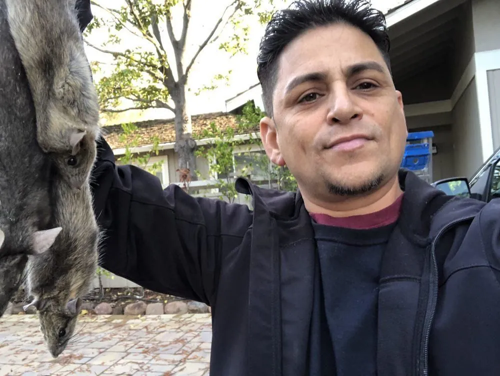 Business 18 image RAPID RODENT REMOVAL