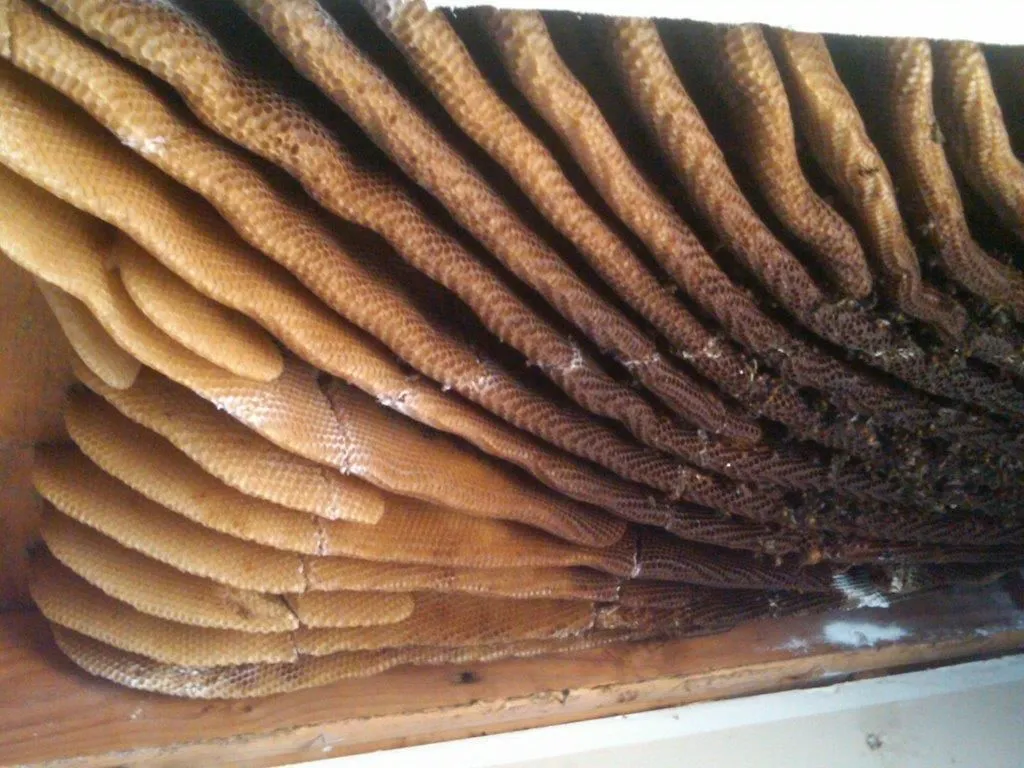 Business 5 image STRUCTURAL TERMITE & PEST CONTROL