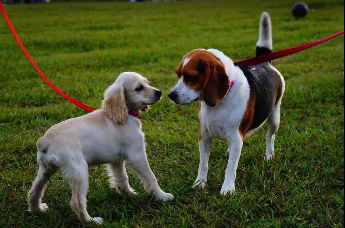 Business 2 image VIP PET SERVICE
