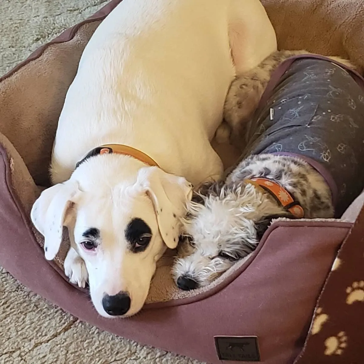 Business 1 image CITY DOGS GROCERY - SPEEDWAY