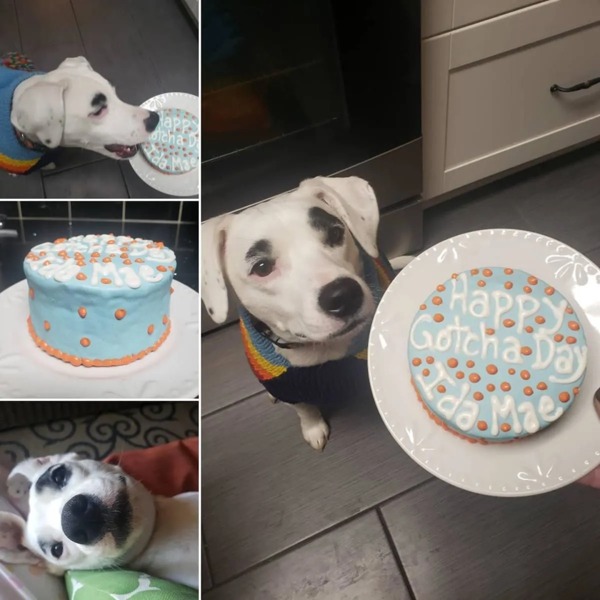 Business 6 image CITY DOGS GROCERY - SPEEDWAY