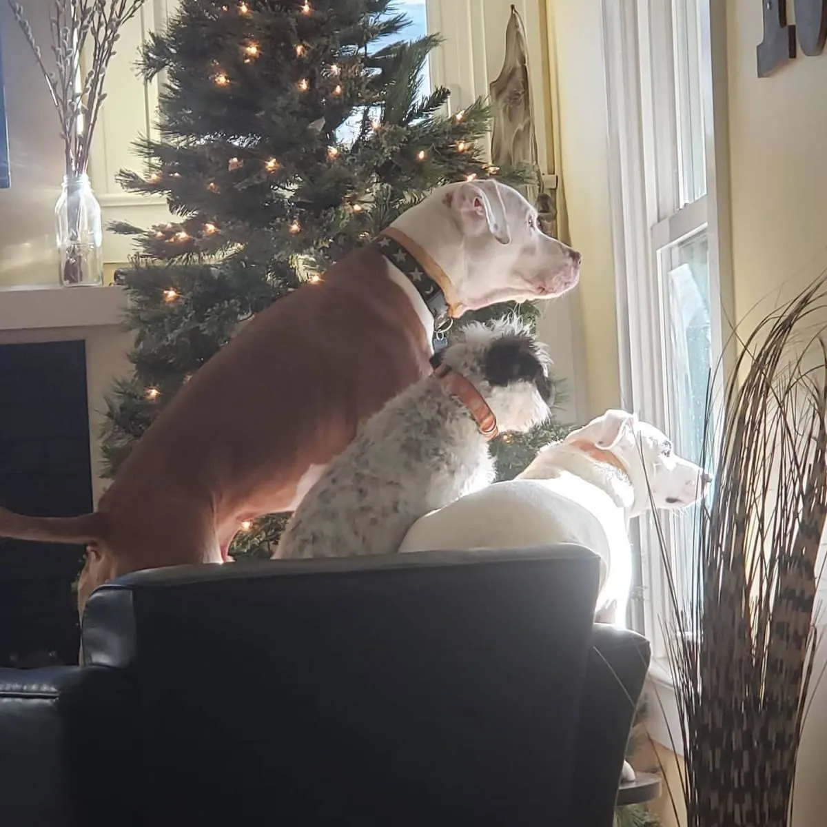 Business 7 image CITY DOGS GROCERY - SPEEDWAY