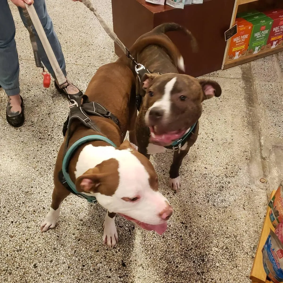 Business 8 image CITY DOGS GROCERY - SPEEDWAY