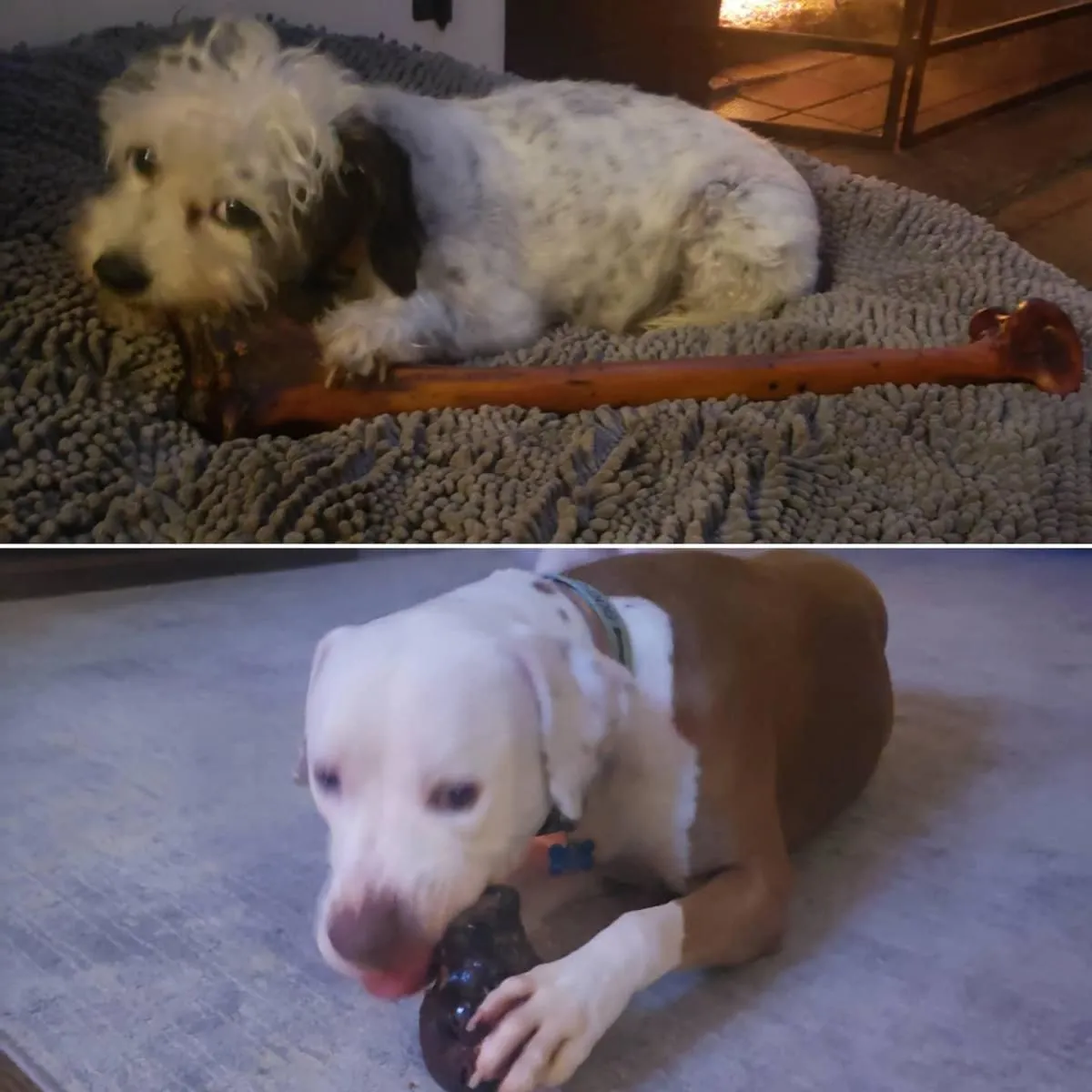 Business 9 image CITY DOGS GROCERY - SPEEDWAY