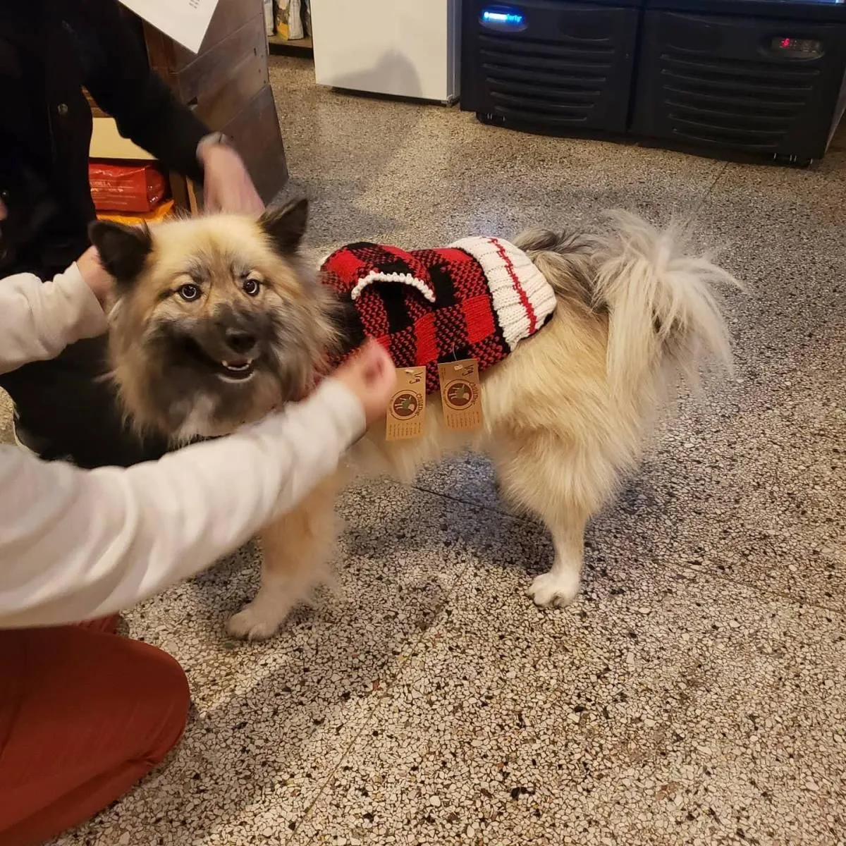 Business 10 image CITY DOGS GROCERY - SPEEDWAY