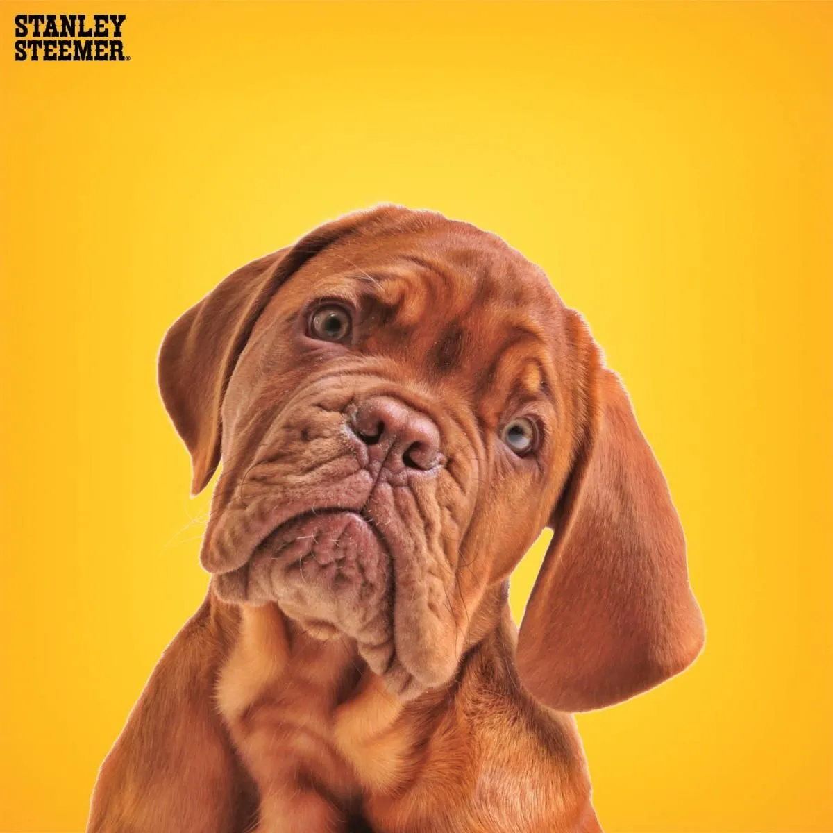 Business 6 image STANLEY STEEMER