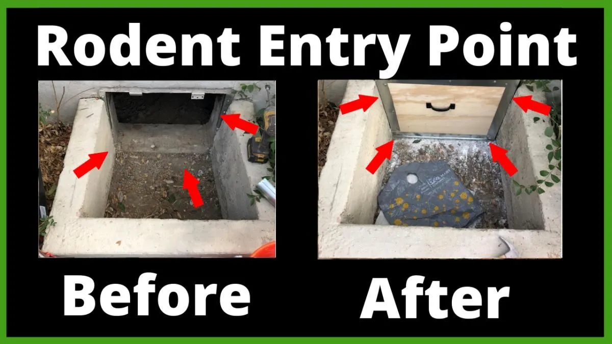 Business 9 image RAPID RODENT REMOVAL